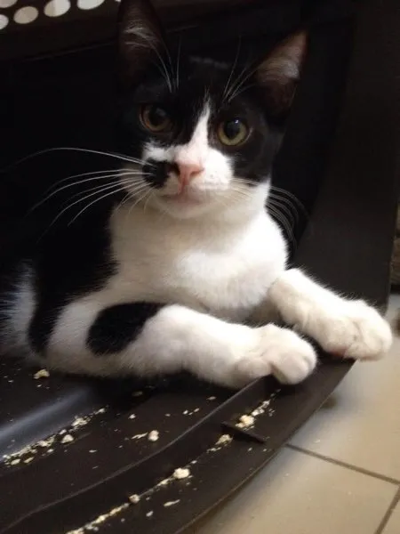 Gato ra a SRD idade 2 a 6 meses nome Alecrim