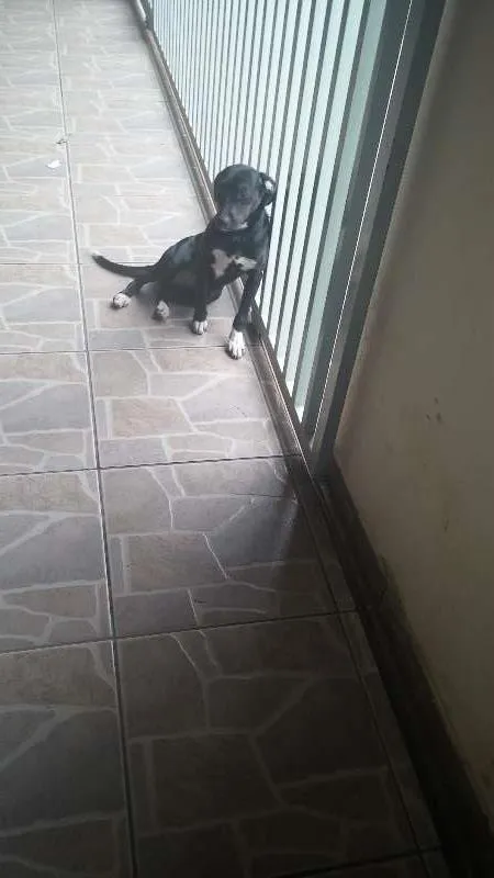 Cachorro ra a fox paulista com cocker idade 7 a 11 meses nome Penolope