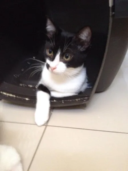 Gato ra a SRD idade 2 a 6 meses nome Alecrim