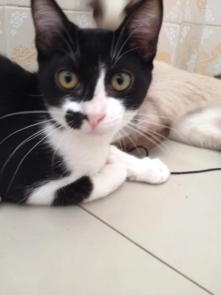 Gato ra a SRD idade 2 a 6 meses nome Alecrim