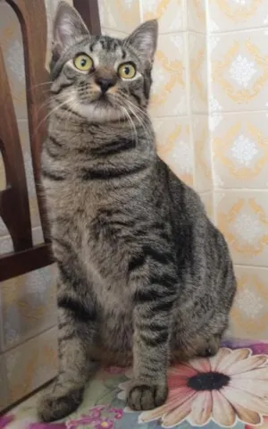 Gato raça SRD idade 7 a 11 meses nome Chico