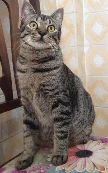 Gato ra a SRD idade 7 a 11 meses nome Chico
