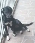 Penolope
