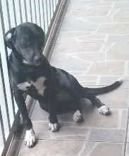 Cachorro ra a fox paulista com cocker idade 7 a 11 meses nome Penolope