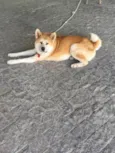 Hachi