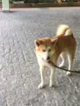 Hachi