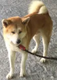 Hachi