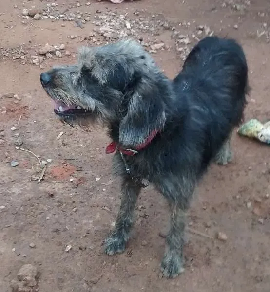 Cachorro ra a Nao definida idade 1 ano nome Hanna