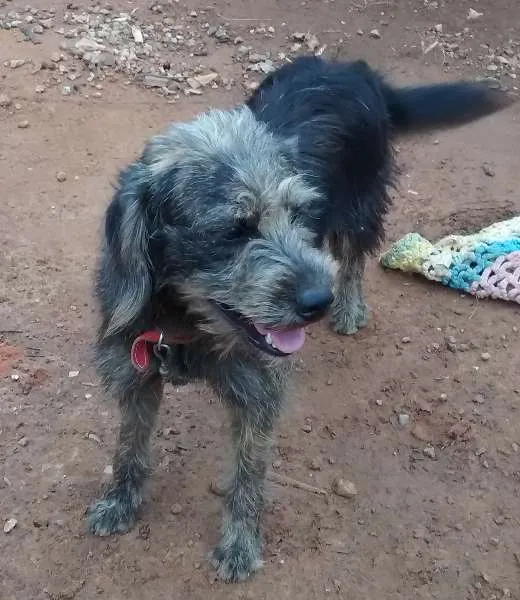 Cachorro ra a Nao definida idade 1 ano nome Hanna