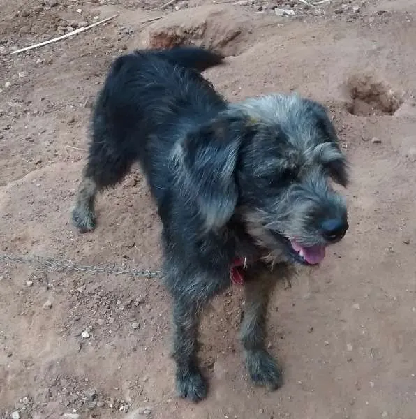 Cachorro ra a Nao definida idade 1 ano nome Hanna