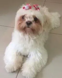 Cachorro raça Shitzu idade 1 ano nome Lolla GRATIFICA