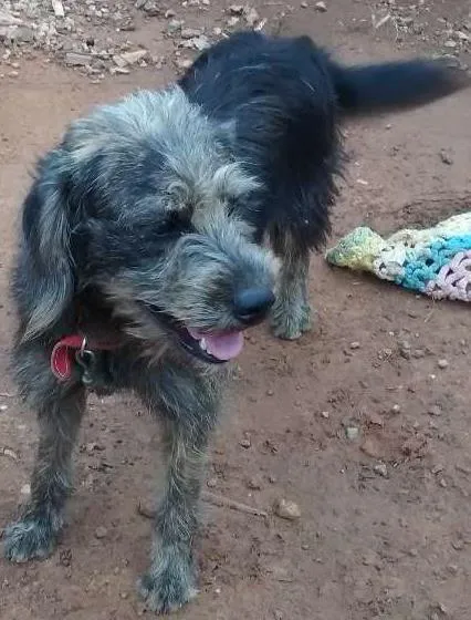 Cachorro ra a Nao definida idade 1 ano nome Hanna