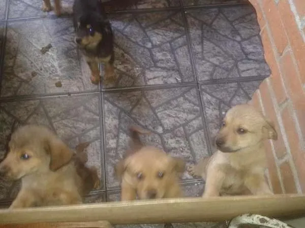 Cachorro ra a SRD idade 2 a 6 meses nome Vários