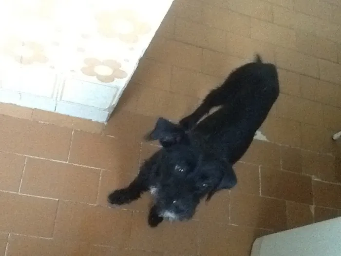 Cachorro raça Sem raça idade 2 a 6 meses nome Pipa e pretin
