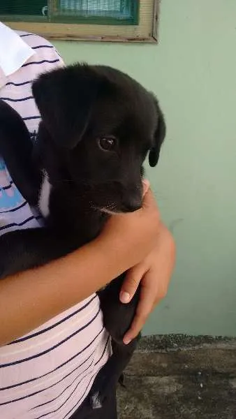 Cachorro raça  idade Abaixo de 2 meses nome Bob