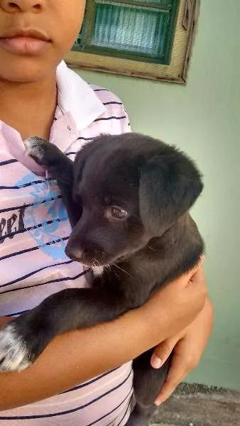 Cachorro raça  idade Abaixo de 2 meses nome Bob
