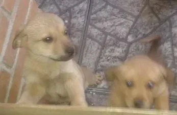 Cachorro ra a SRD idade 2 a 6 meses nome Vários