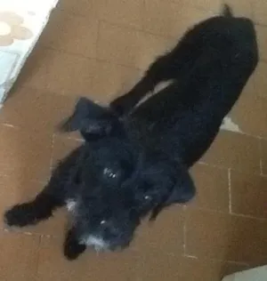 Cachorro raça Sem raça idade 2 a 6 meses nome Pipa e pretin