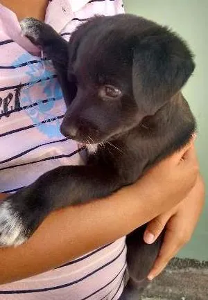 Cachorro raça  idade Abaixo de 2 meses nome Bob