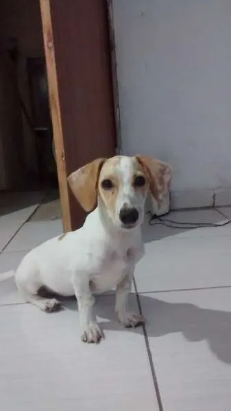 Cachorro raça indefinida idade 2 a 6 meses nome Mel