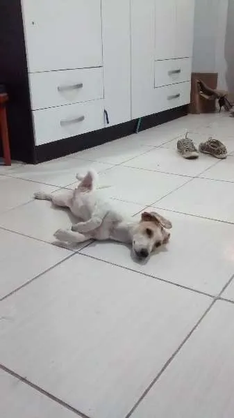 Cachorro raça indefinida idade 2 a 6 meses nome Mel