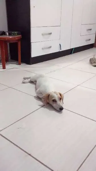 Cachorro raça indefinida idade 2 a 6 meses nome Mel