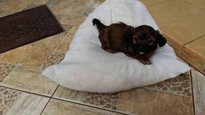 Cachorro ra a poodle.ilhasa idade Abaixo de 2 meses nome escolher