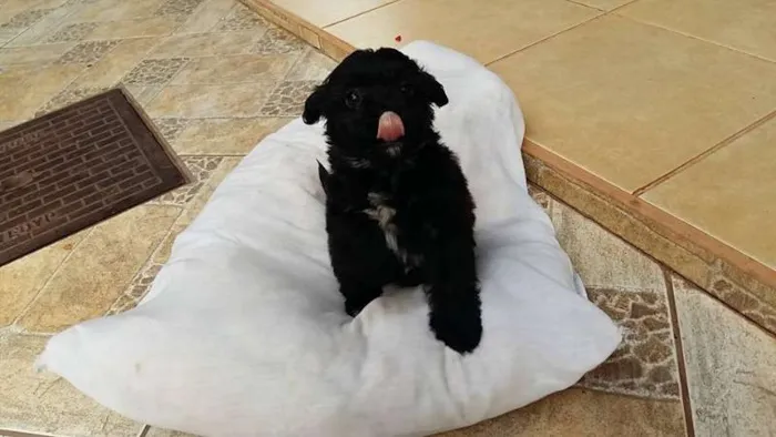 Cachorro ra a poodle.ilhasa idade Abaixo de 2 meses nome escolher