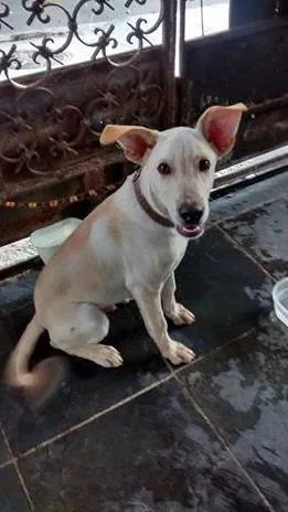 Cachorro ra a vira-lata idade 7 a 11 meses nome Thor