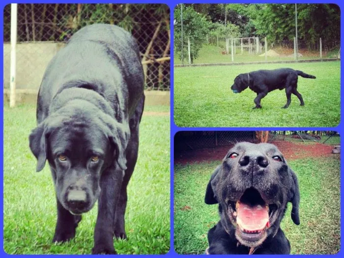 Cachorro ra a Labrador idade 5 anos nome Scott