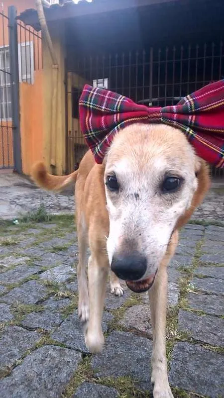Cachorro ra a SRD idade 6 ou mais anos nome Laika