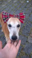 Laika