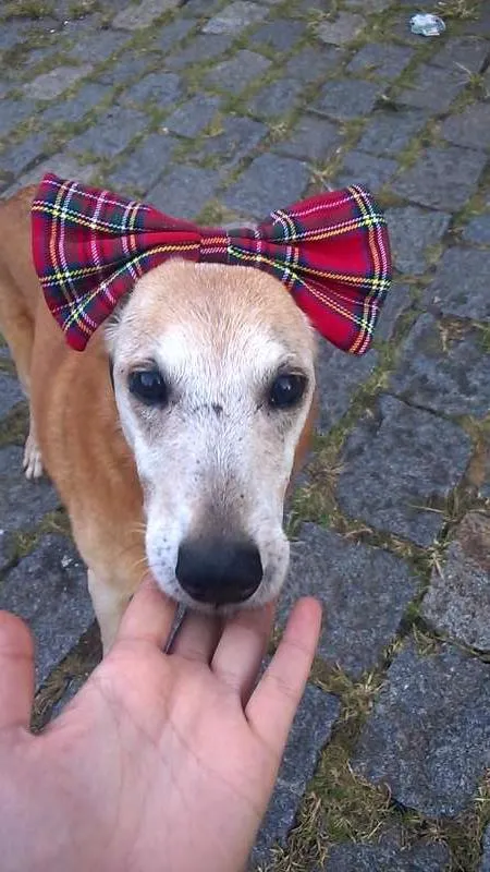 Cachorro ra a SRD idade 6 ou mais anos nome Laika