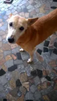 Laika
