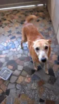 Laika