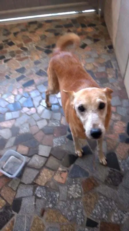 Cachorro ra a SRD idade 6 ou mais anos nome Laika
