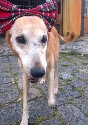 Cachorro raça SRD idade 6 ou mais anos nome Laika