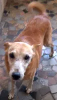 Laika