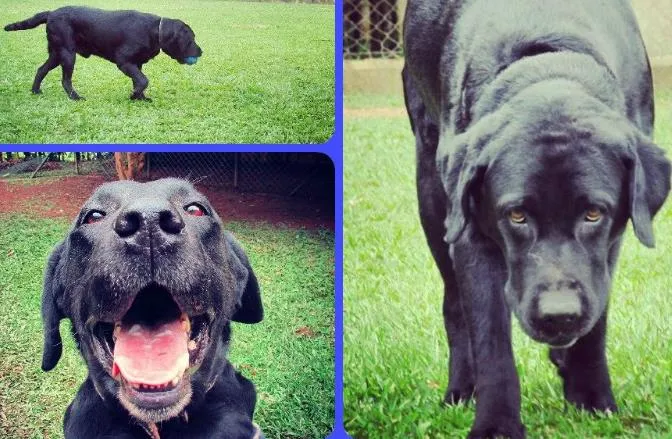 Cachorro ra a Labrador idade 5 anos nome Scott