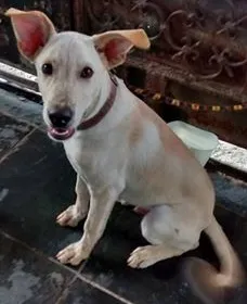 Cachorro raça vira-lata idade 7 a 11 meses nome Thor