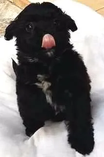 Cachorro ra a poodle.ilhasa idade Abaixo de 2 meses nome escolher