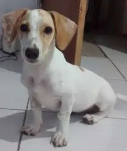 Cachorro raça indefinida idade 2 a 6 meses nome Mel