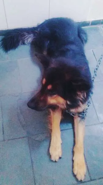 Cachorro raça Pastor Belga idade 5 anos nome Scooby