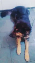 Scooby