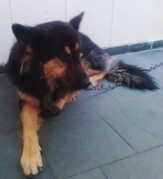 Cachorro raça Pastor Belga idade 5 anos nome Scooby