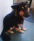 Scooby