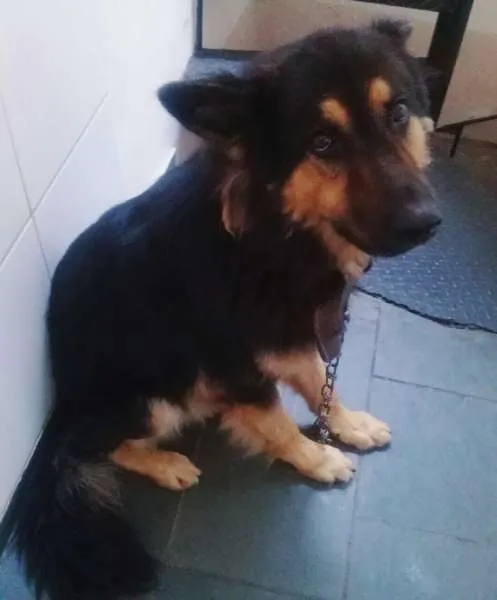 Cachorro raça Pastor Belga idade 5 anos nome Scooby