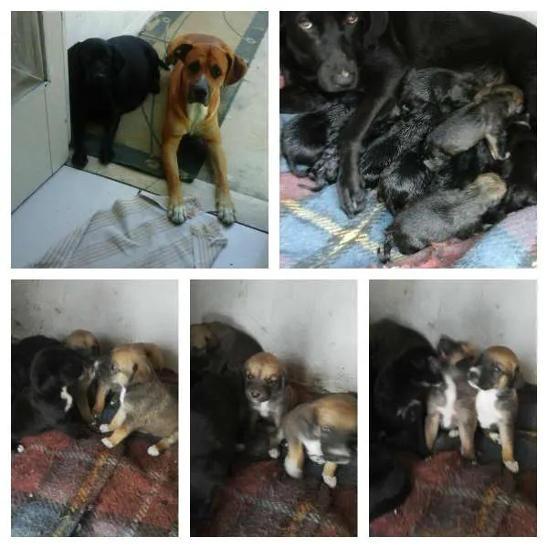 Cachorro ra a SRD idade Abaixo de 2 meses nome filhotes