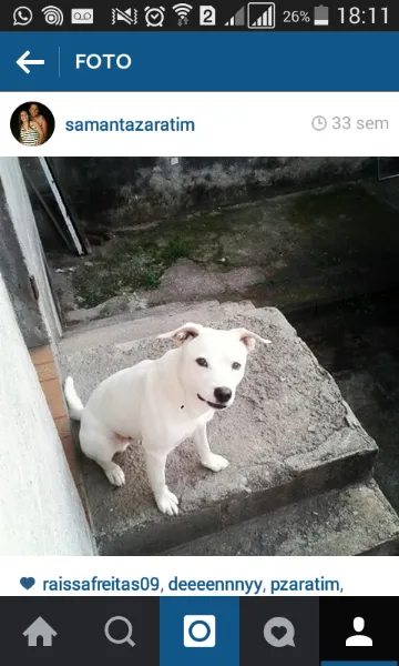 Cachorro ra a pit bul com vira lata idade 3 anos nome ted