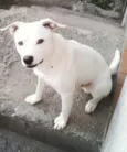 ted